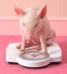 pig on scales